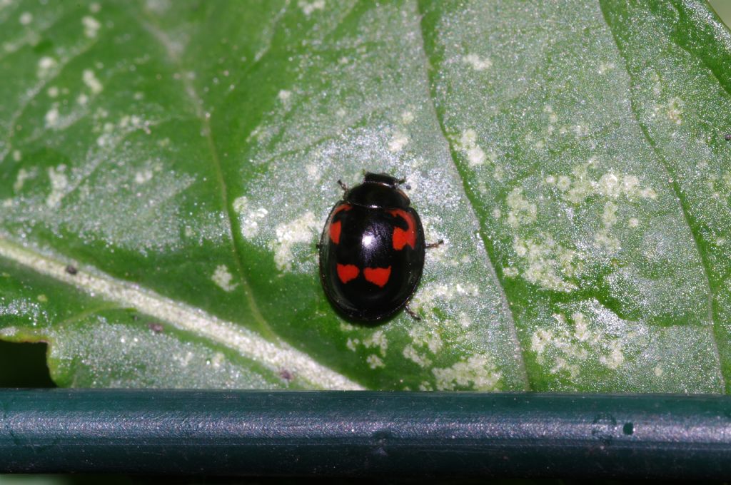 Coccinella 1 - Exochomus quadripustulatus